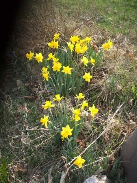 love of daffodils