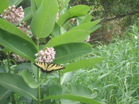 1-Jane's Photos  2012 115