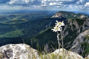 edelweiss-wallpapers