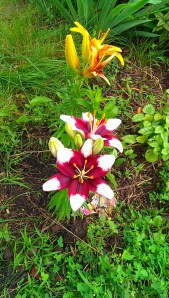 Photo Credit: Jane H. Johann, July, 2014