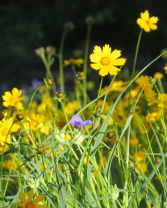 "Butter Love"  Photo Credit: n. h. bourne; 2014