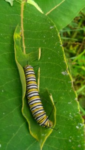 Monarch caterpillar. Photo Credit: C. Jane H. Johann, August, 2015; Palmyra, WI.
