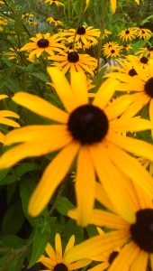 Black-eyed Susan Perennial Garden; Photo Credit: Jane H. Johann; August, 2015, Palmyra, WI.