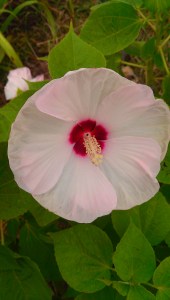 Photo Credit: Jane H. Johann, c.August, 2015, Perennial Garden Backyard; Palmyra, WI. 