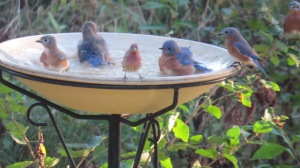 "Bathing Bluebirds" by Photographer, B. Bennett. Whitewater, WI c.2014. Used with Permission of Photographer.