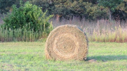 "Modern Day Monet" Photo Credit: c.Bobbi Bennett, Whitewater. WI. August, 2015. Used with Permission. c. August, 2015, Whitewater, WI. 