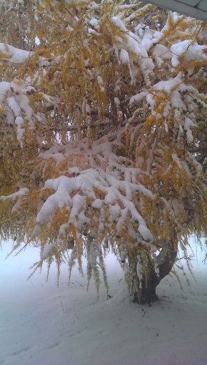 Japanese Yew Tree. Its green needles change to orange just before they fall from the tree during the winter season. Then the branches and twigs rest for awhile before regaining their beautiful, soft green needles in the Spring. Photo Credit: c. Jane H. Johann 11/21/2015 Palmyra, WI USA