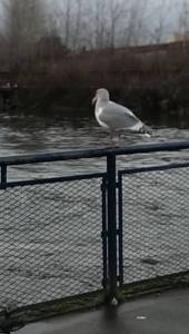Copyright ©Jane H. Johann, 2016 "Seagull on Whatcom Creek"