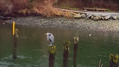 Copyright ©Jane H. Johann, 2016 "Black-crowned Night-Heron" Whatcom Creek, Bellingham, WA 