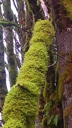 Copyright ©Jane H. Johann, 2016 "Lichen near Mossyrock, WA"