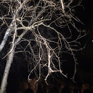 Copyright ©Jane H. Johann, 2016 "Snow Moon Night"