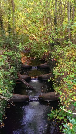  Squalicum Creek Copyright ©Jane H. Johann, 2016 Bellingham, WA
