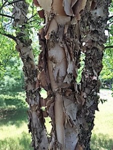 Copyright ©Jane H. Johann, 2016 Layer's of Being #1