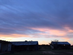 Copyright ©Jane H. Johann Ray & Alice Shaw Ranch, Tomball, Texas, November , 2016.