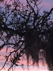 Copyright ©Jane H. Johann Ray & Alice Shaw Ranch, Tomball, Texas, November , 2016.