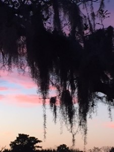 Copyright ©Jane H. Johann Ray & Alice Shaw Ranch, Tomball, Texas, November , 2016.